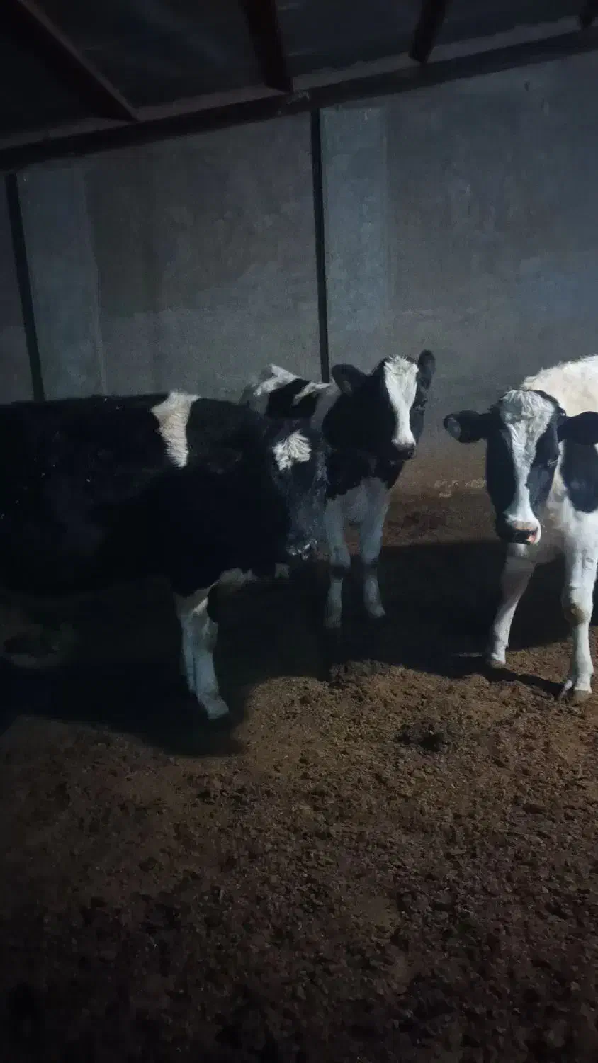 فروش چهارراس تلیسه دم کل صنعتی|حیوانات مزرعه|فرخشهر, |دیوار