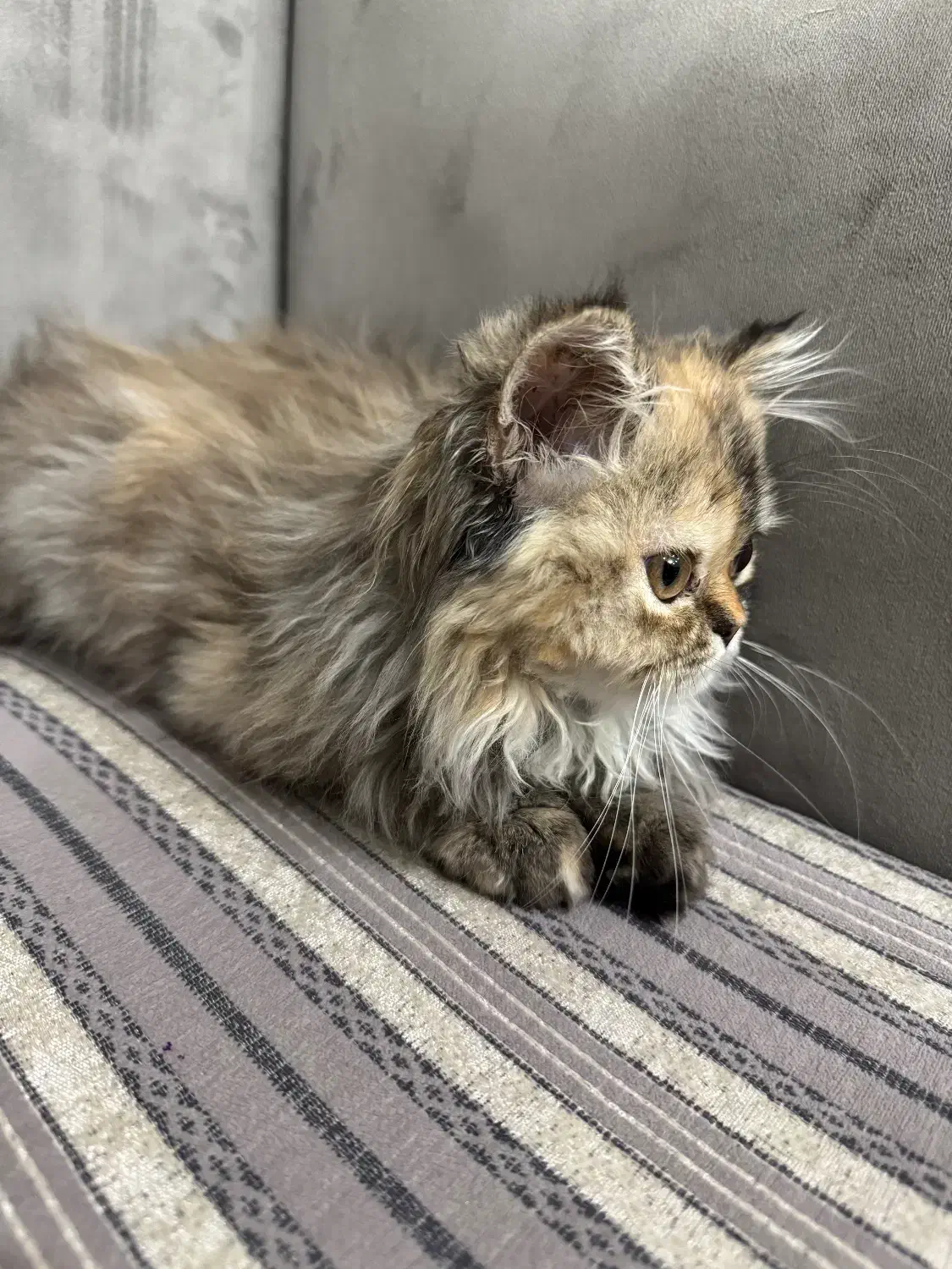 واگذاری گربه پرشین|گربه|مهاباد (آذربایجان غربی), |دیوار