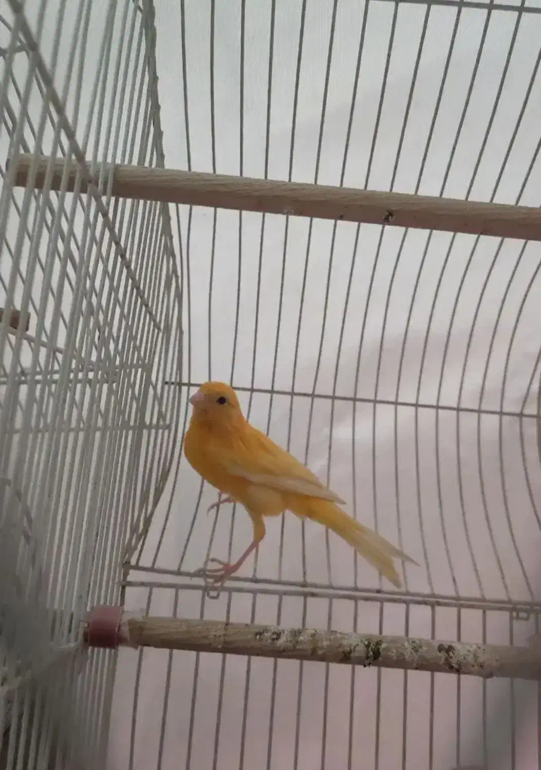 قناری نر پرتقالی بخون|پرنده|قم, نیروگاه|دیوار