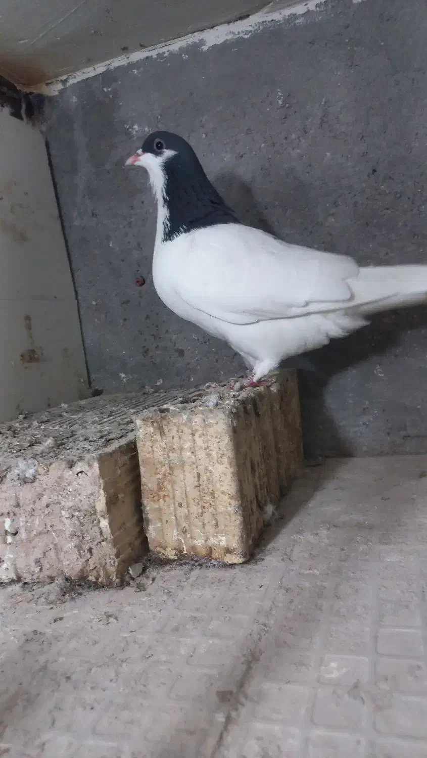 شصتی سیاه|پرنده|کوهین, |دیوار