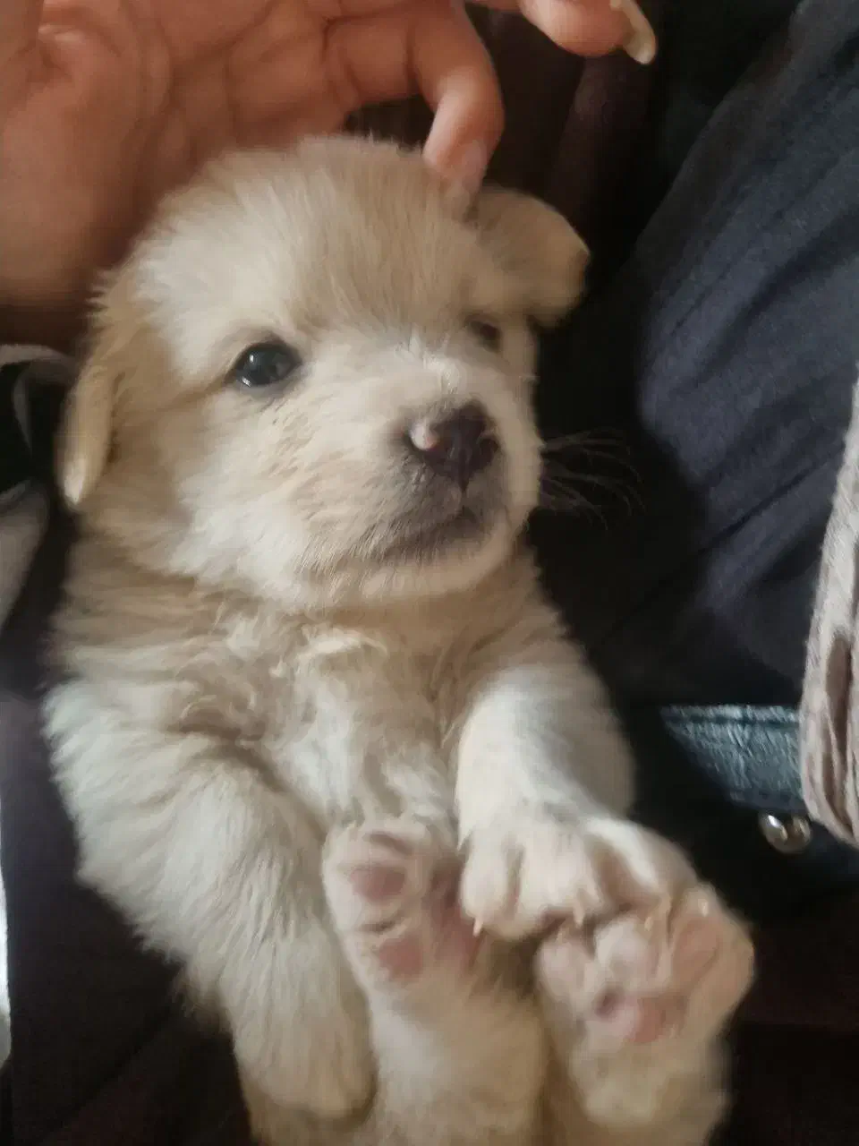 فروش 3 عدد توله سگ نژاد شیتزو|سگ|گلبهار, شهر جدید گلبهار|دیوار