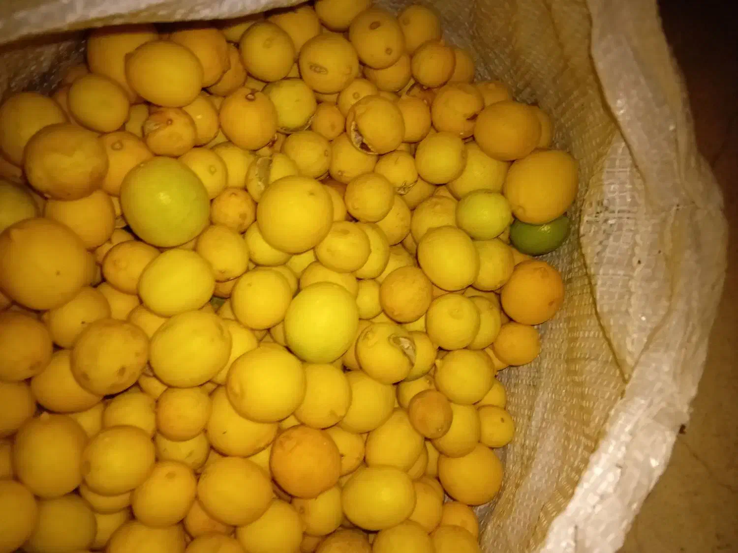 لیمو زرد مناسب ابگیری|خوردنی و آشامیدنی|دوگنبدان, |دیوار