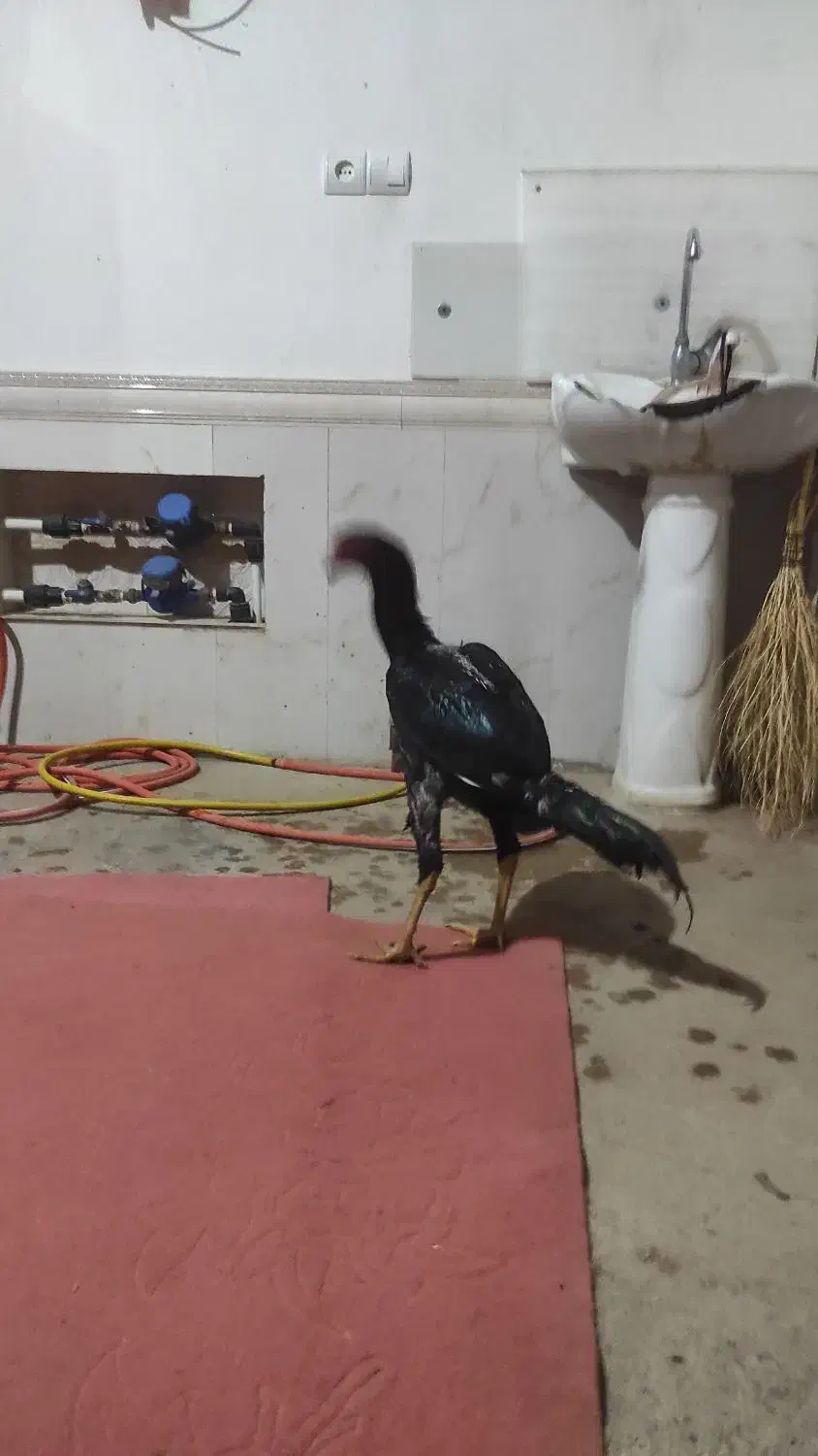 جوجه خروس لاری 6ماهه|حیوانات مزرعه|بوکان, |دیوار