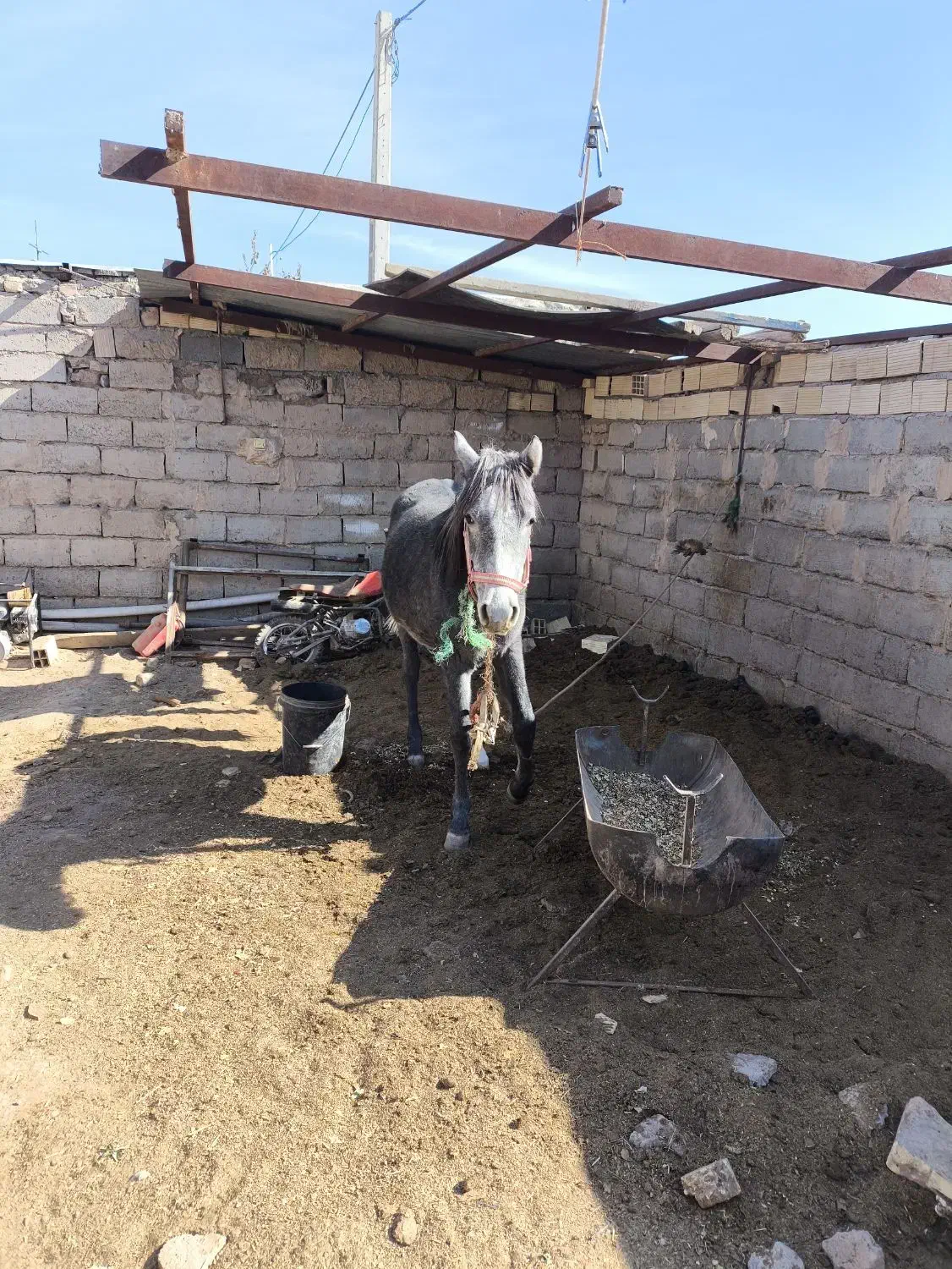 اسی عرب مادیون|اسب و تجهیزات اسبسواری|سیرجان, |دیوار