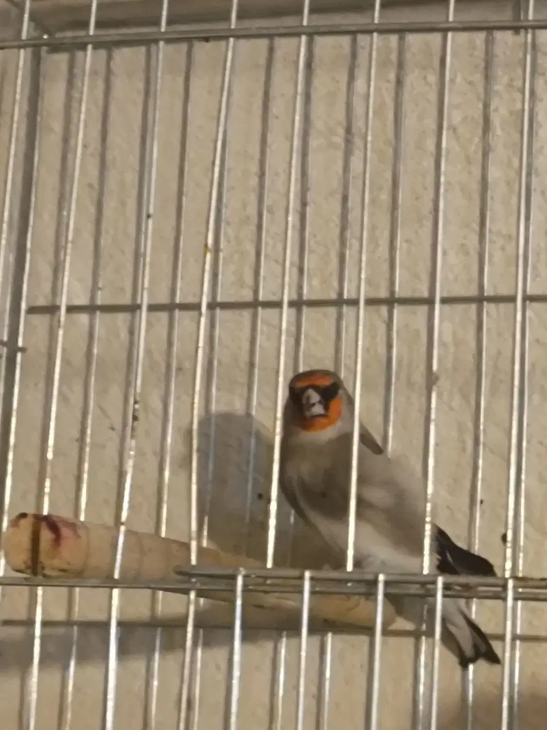 سهره قناری.سقا|پرنده|کرمان, |دیوار