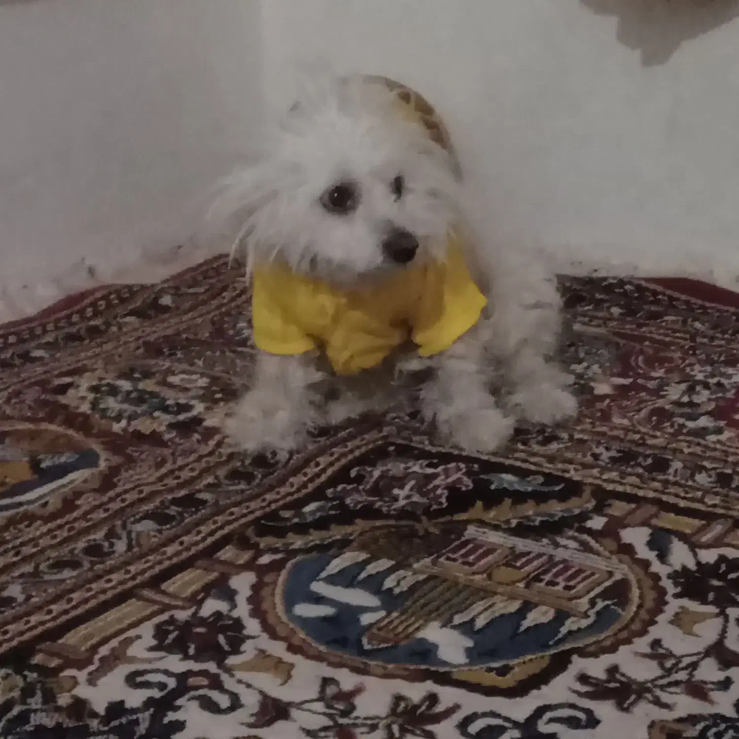 سگ شیتزو|سگ|اسفراین, |دیوار