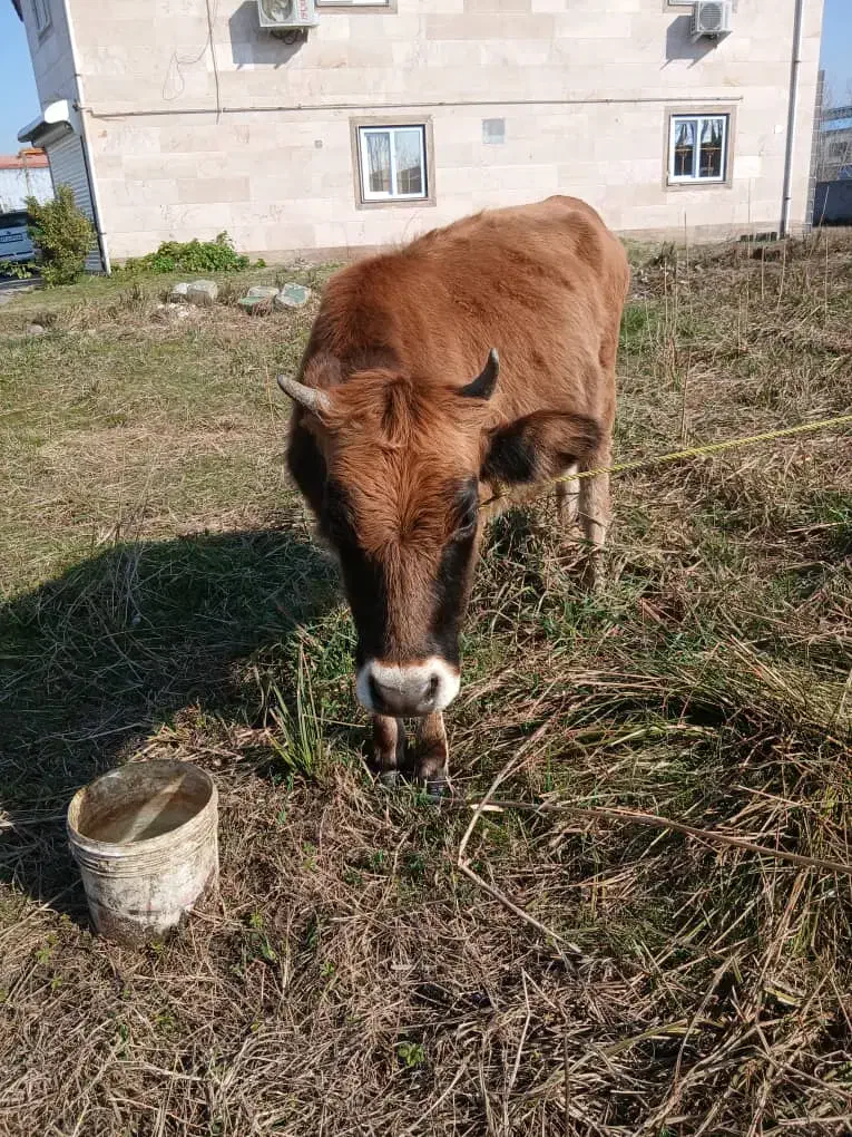 گاو جرسی|حیوانات مزرعه|رشت, لاکان|دیوار