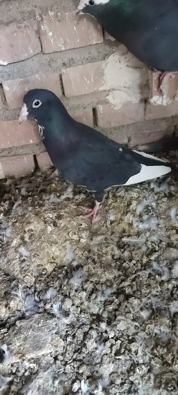 کبوتر|پرنده|بم, |دیوار