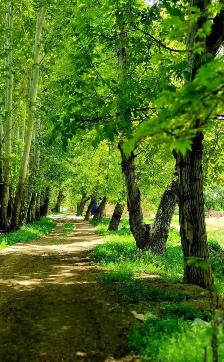 فروش باغچه850متری دور دیوار سپیدان روستای،سربست|فروش زمین و ملک کلنگی|همایجان, |دیوار