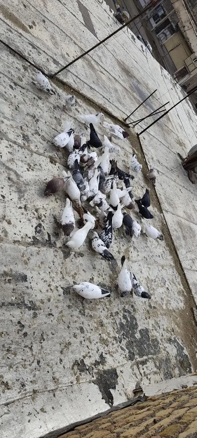 کبوتر یک جا|پرنده|هریس, |دیوار