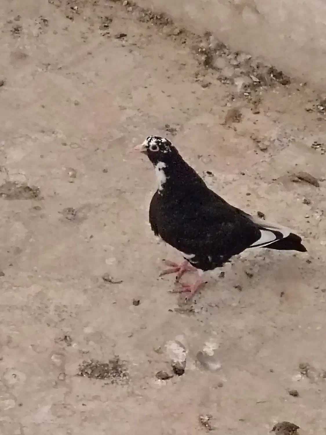 پلنگ|پرنده|کرمان, |دیوار