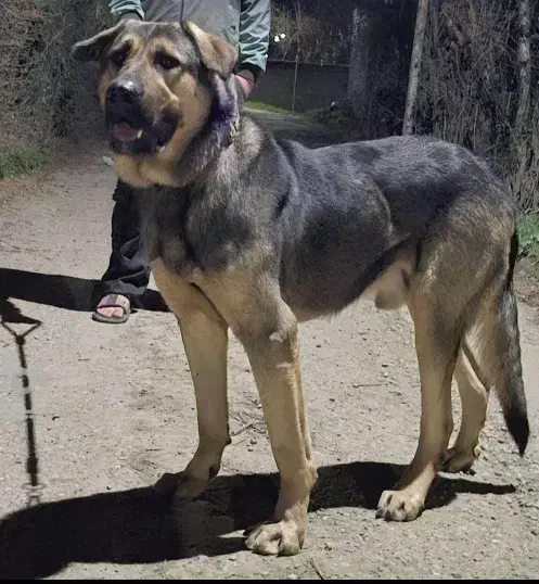 سگ گمشده|حیوانات|گرگان, |دیوار