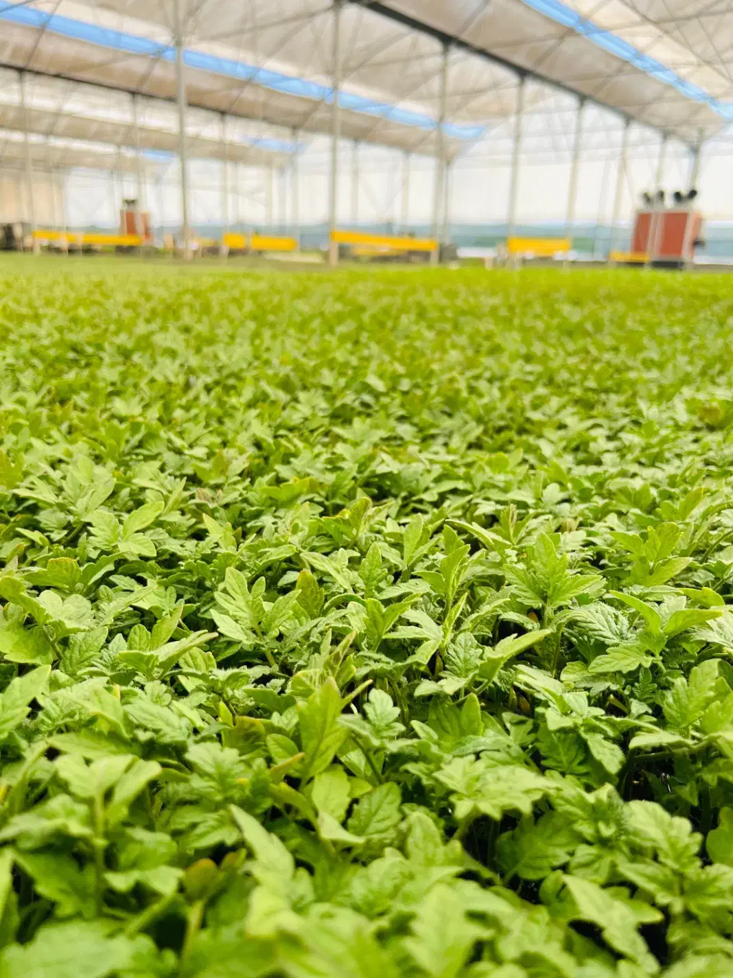 نشا|عمده‌فروشی|سراوان, |دیوار