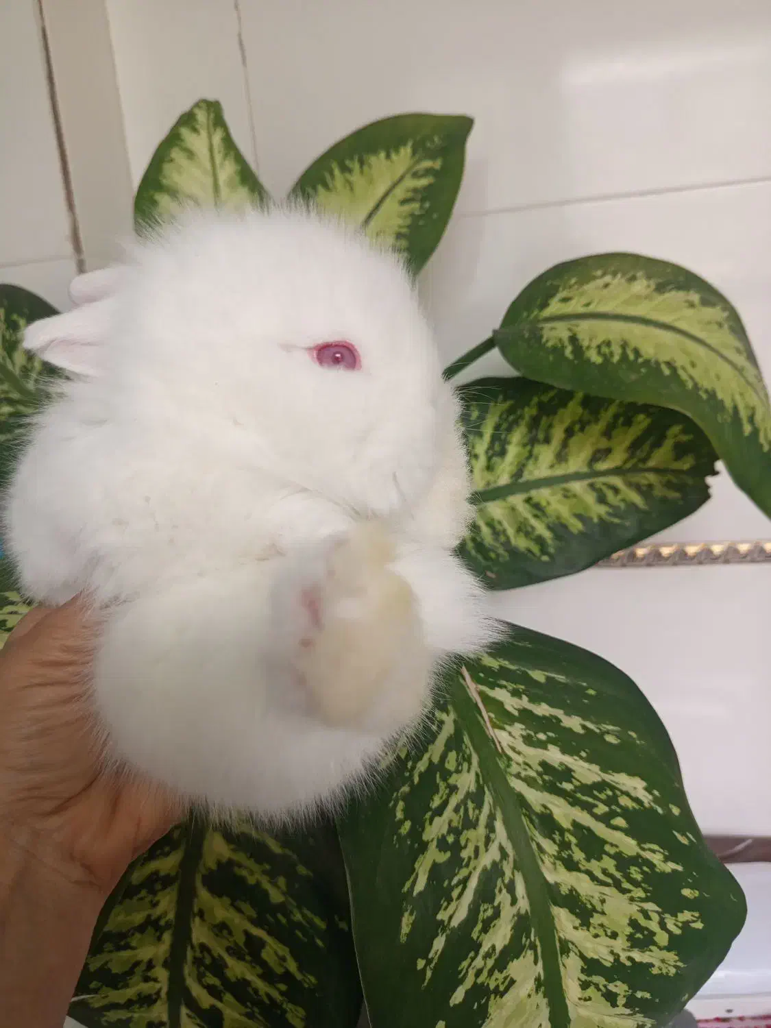 بچه های خرگوش لوپ|موش و خرگوش|تربتحیدریه, طالقانی|دیوار