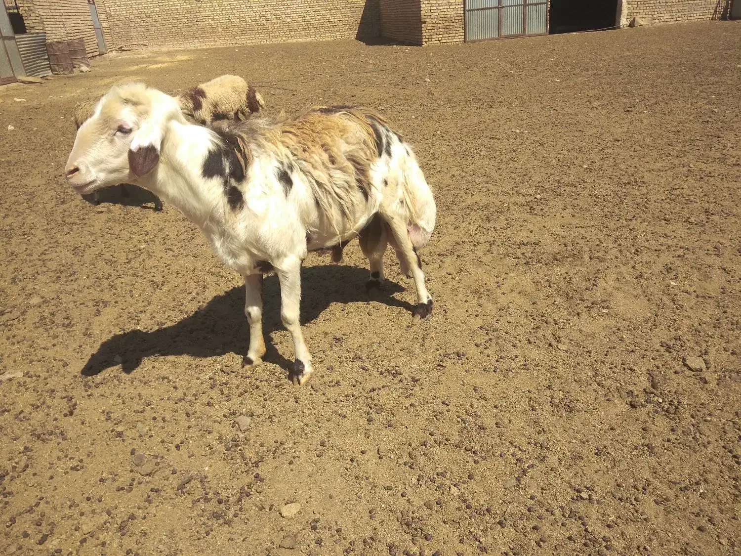 قوچ|حیوانات مزرعه|قلندر آباد, |دیوار