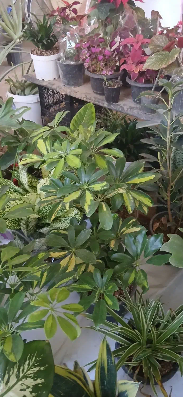 گل آپارتمانی|گل و گیاه طبیعی|الیگودرز, |دیوار