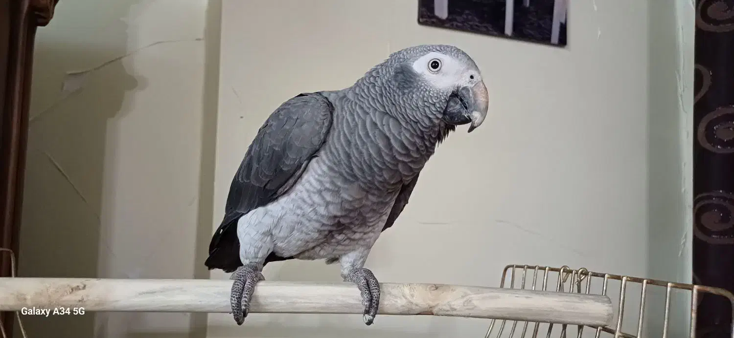 طوطی کاسکو فول اهلی.|پرنده|خوی, |دیوار