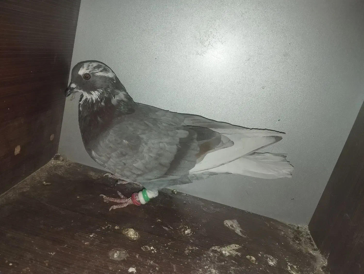کفتر پرشی|پرنده|فولادشهر, B1|دیوار