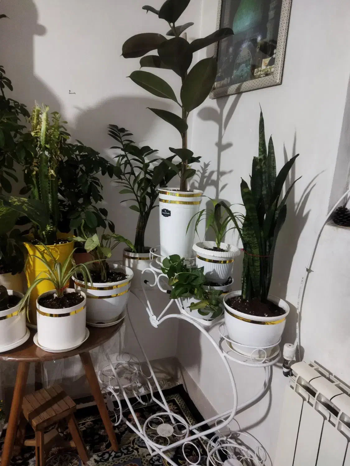 گلدان|گل و گیاه طبیعی|شیراز, شهرک مهدیه|دیوار