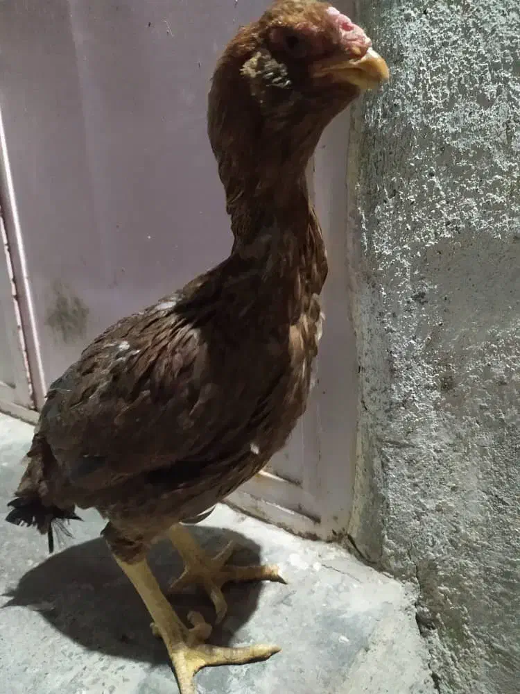 مرغ|حیوانات مزرعه|زاهدان, |دیوار