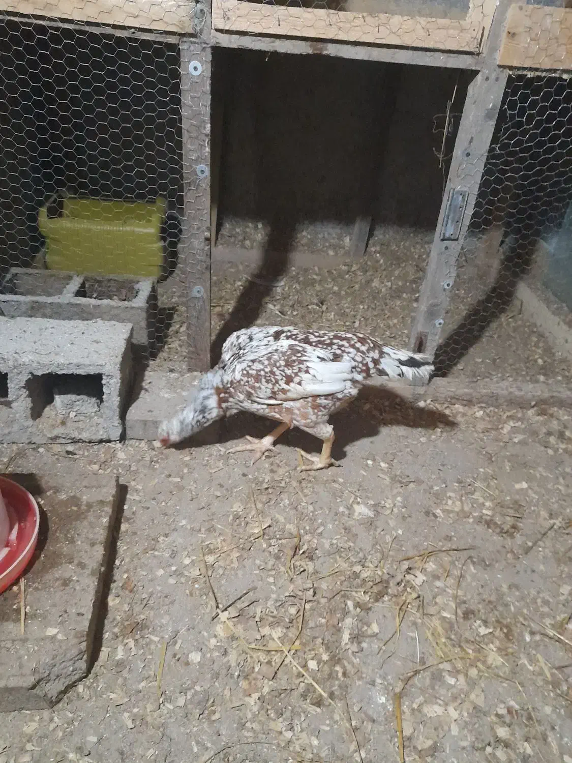 مرغ لاری|حیوانات مزرعه|رشت, بوسار|دیوار