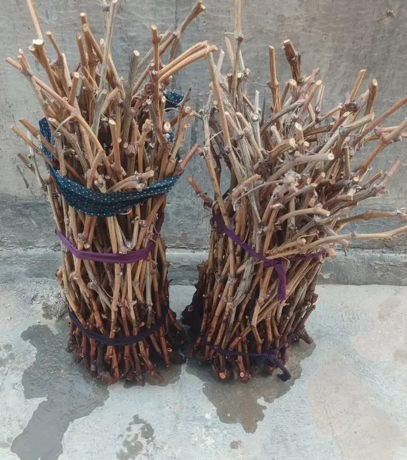 قلم یاقوتی|خدمات باغبانی و درختکاری|سرپل ذهاب, |دیوار