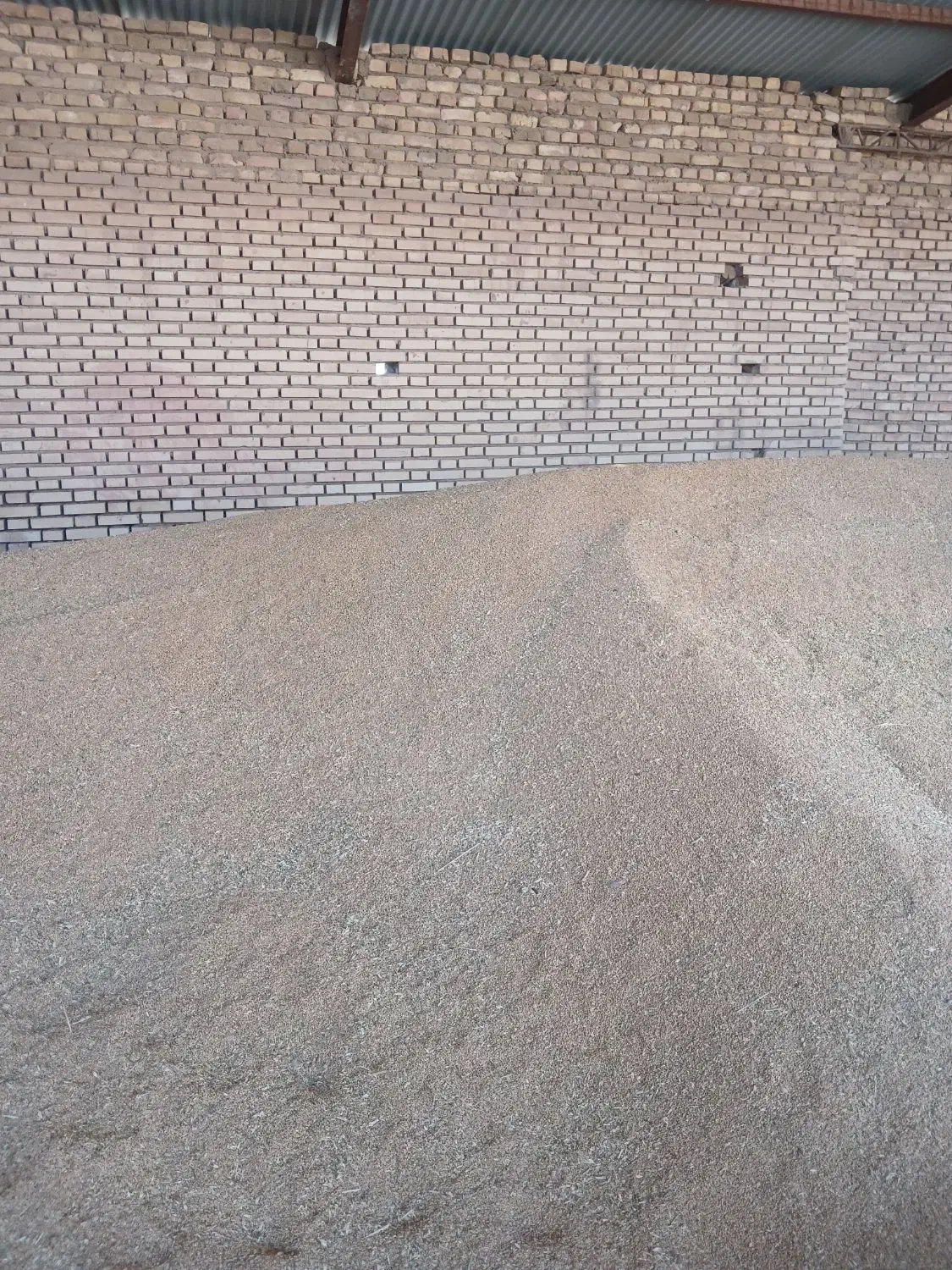 فروش گندم تمیزمخصوص  بذر ونان (حلیم)|عمده‌فروشی|عطاملک, |دیوار