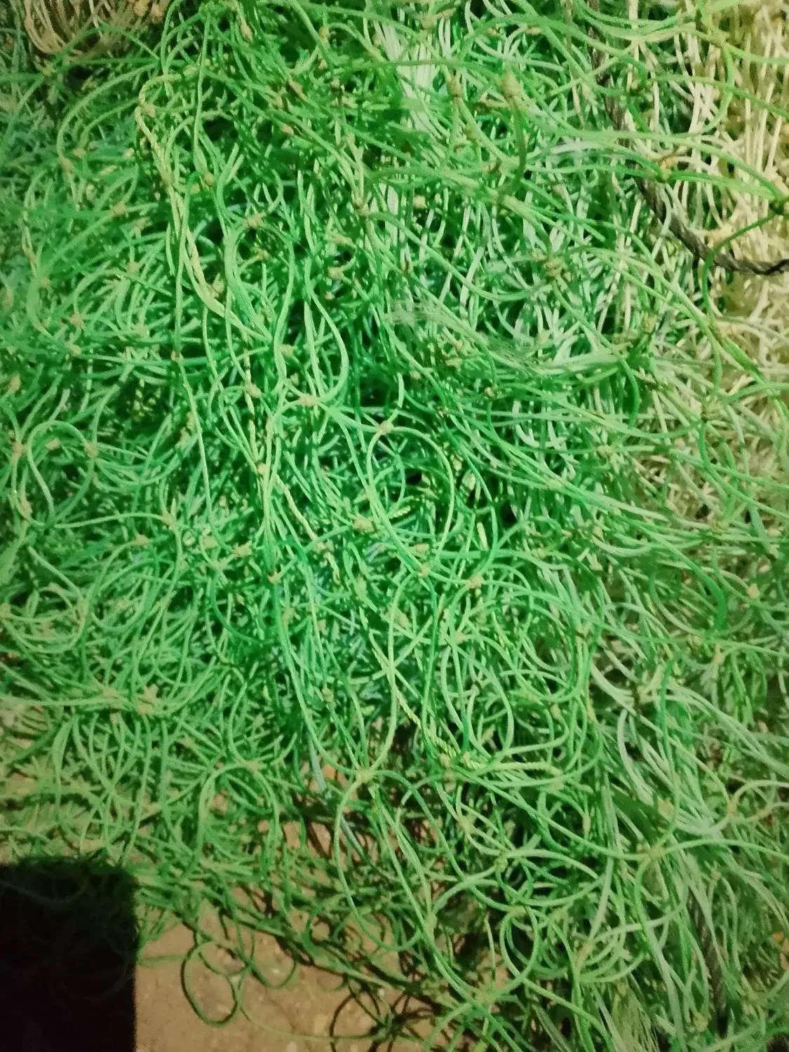 تور شیری|ماهیگیری|قشم, |دیوار