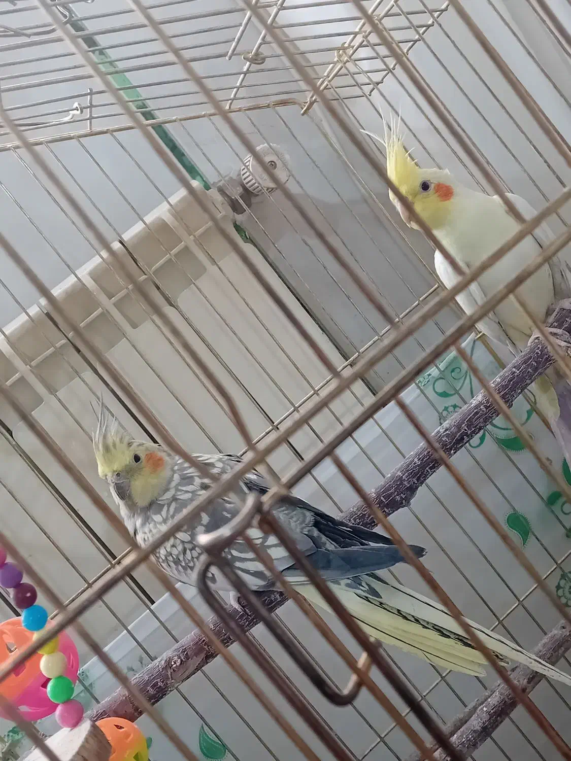 عروس هلندی آماده|پرنده|ابهر, |دیوار