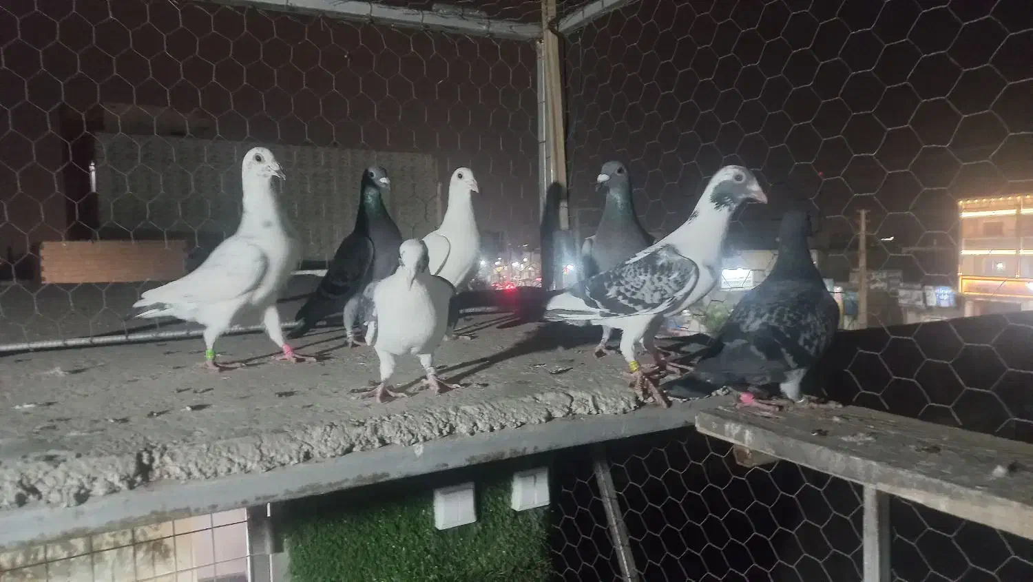 ۷ عدد ماده بازی شده|پرنده|گنبد کاووس, |دیوار