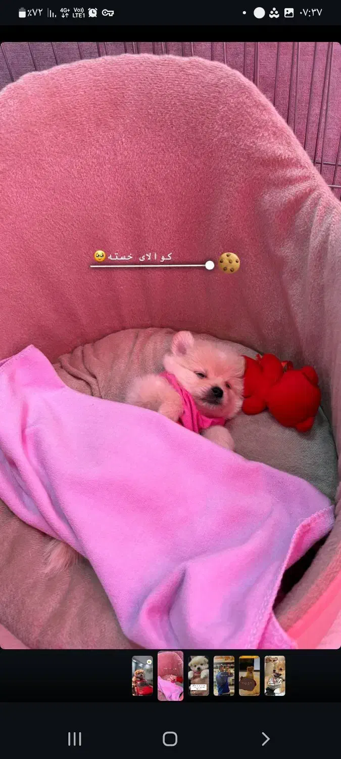 واگذاری سگ پامر دو ماهه نر|سگ|ملارد, |دیوار