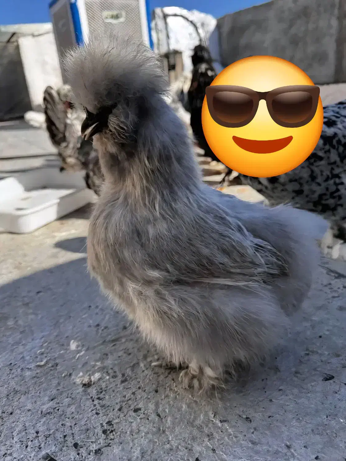 تخم‌ مرغ ابریشمی اصیل نطفه دار|حیوانات مزرعه|نیشابور, دارایی|دیوار