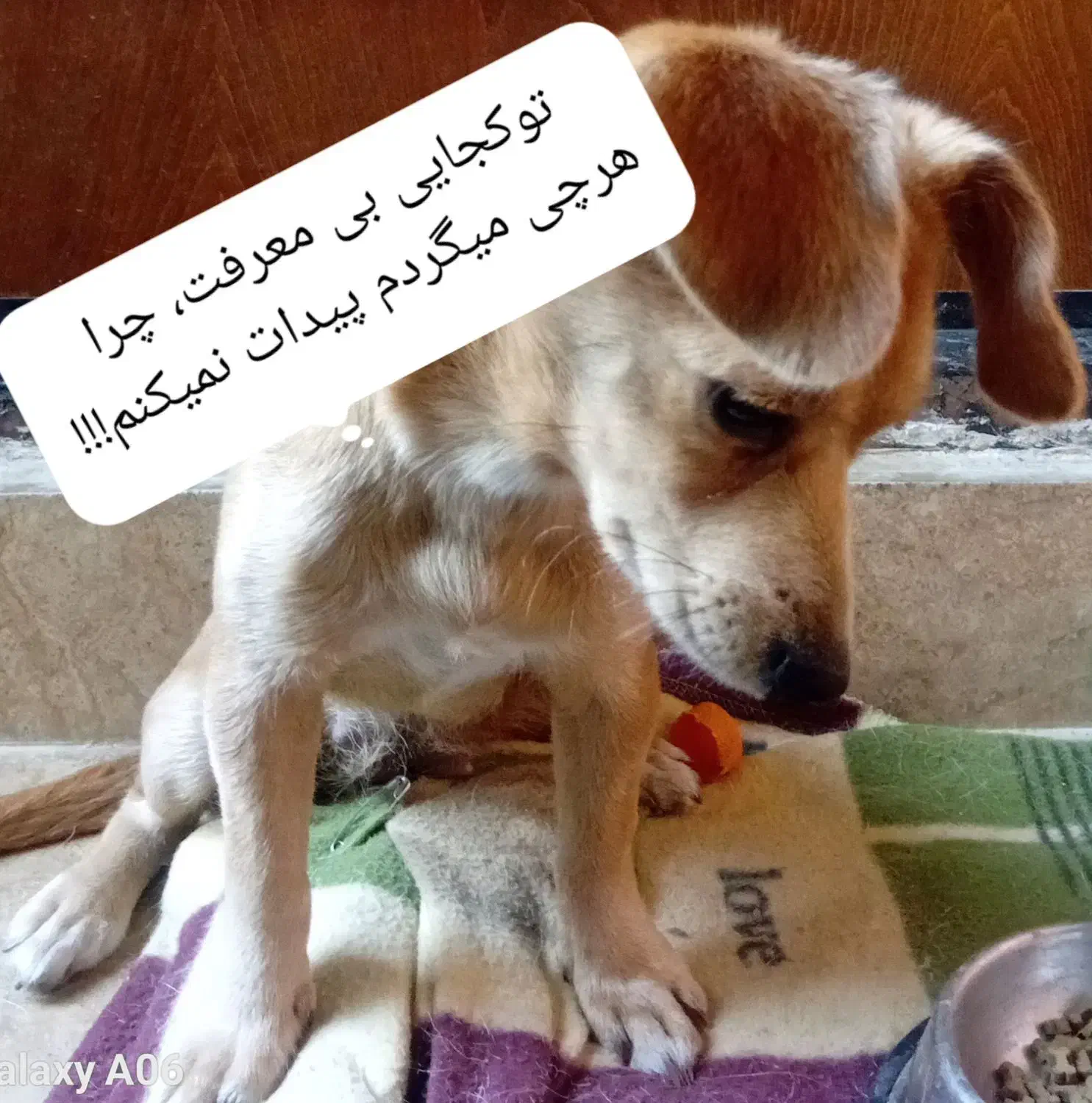 سگ شیوا وا میکس پیداشده|سگ|گرگان, |دیوار