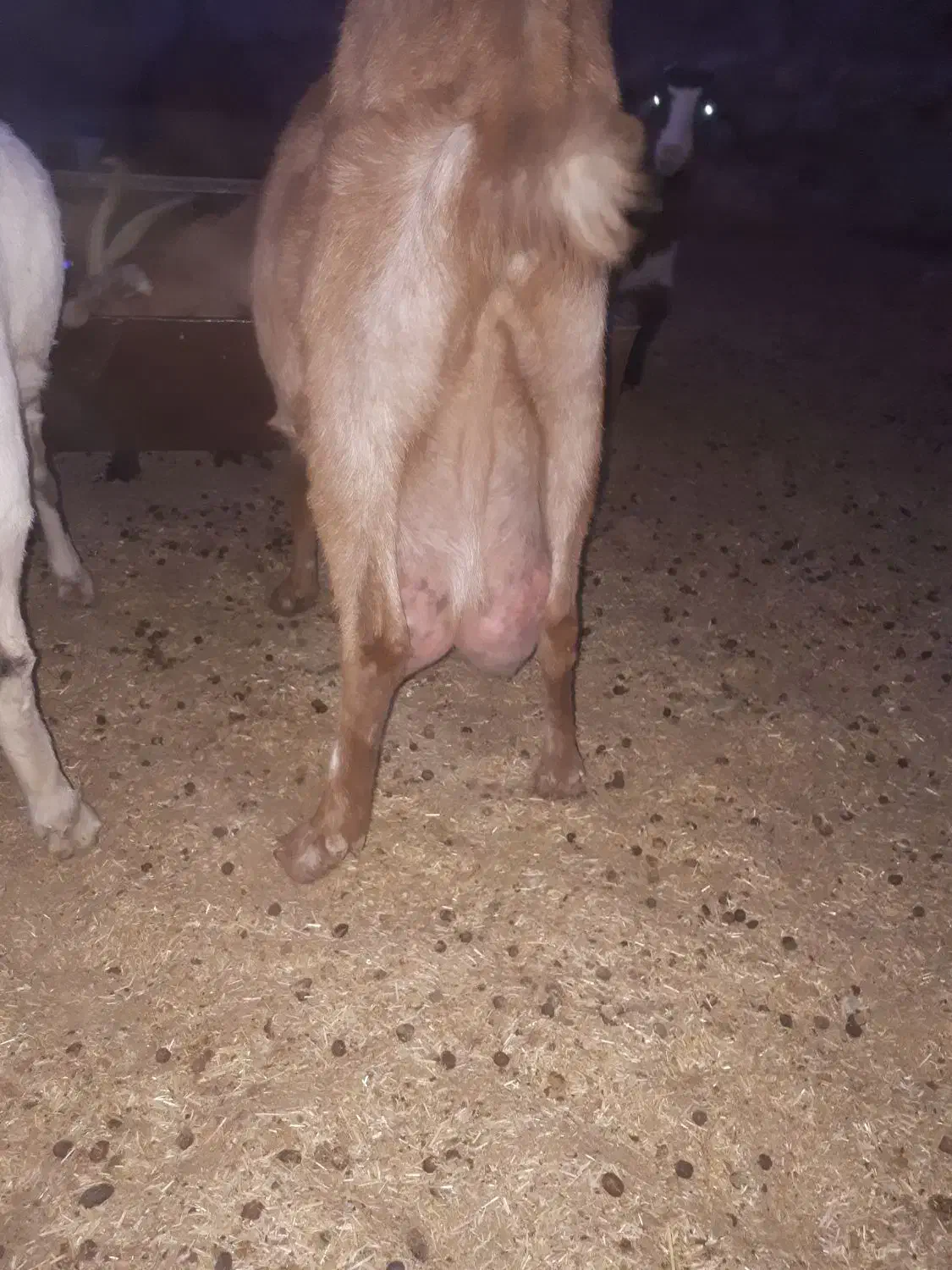 بز‌پاکستانی|حیوانات مزرعه|سربیشه, |دیوار