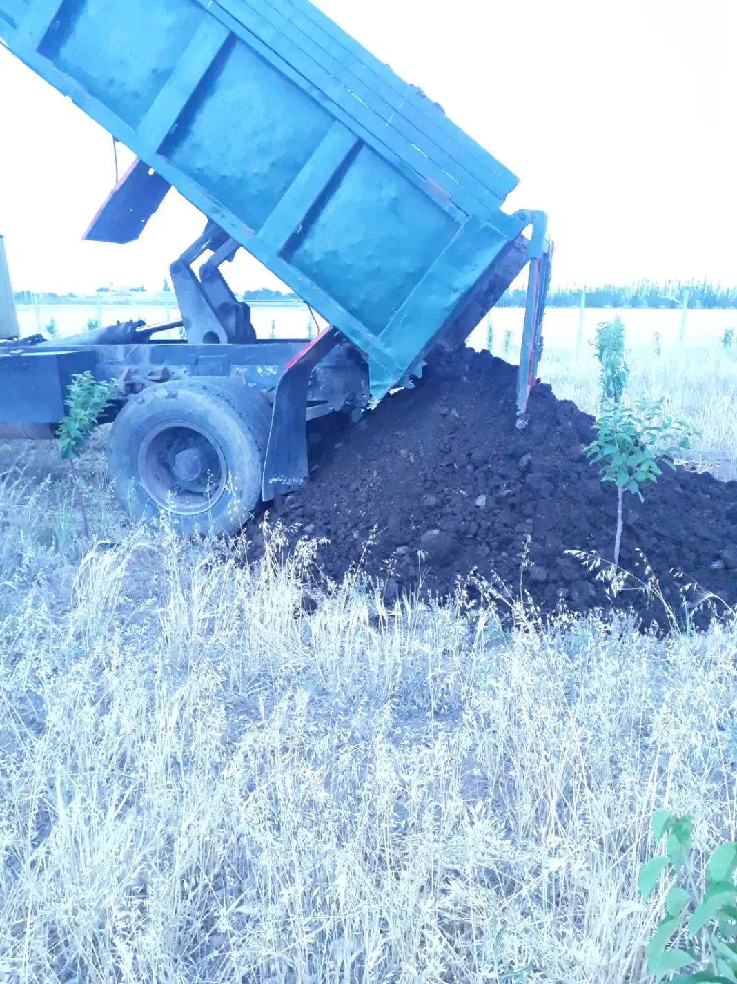 کود حیوانی کهنه|خدمات باغبانی و درختکاری|اردبیل, |دیوار