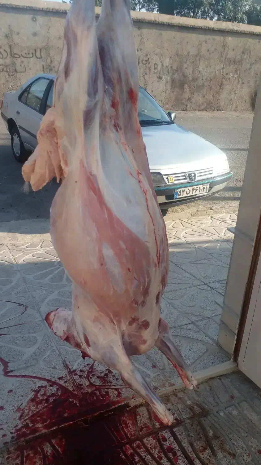 قصاب وکشتارگاو گوسفندگوسال بصورت شبانه روز|خدمات پیشه و مهارت|بروجرد, |دیوار