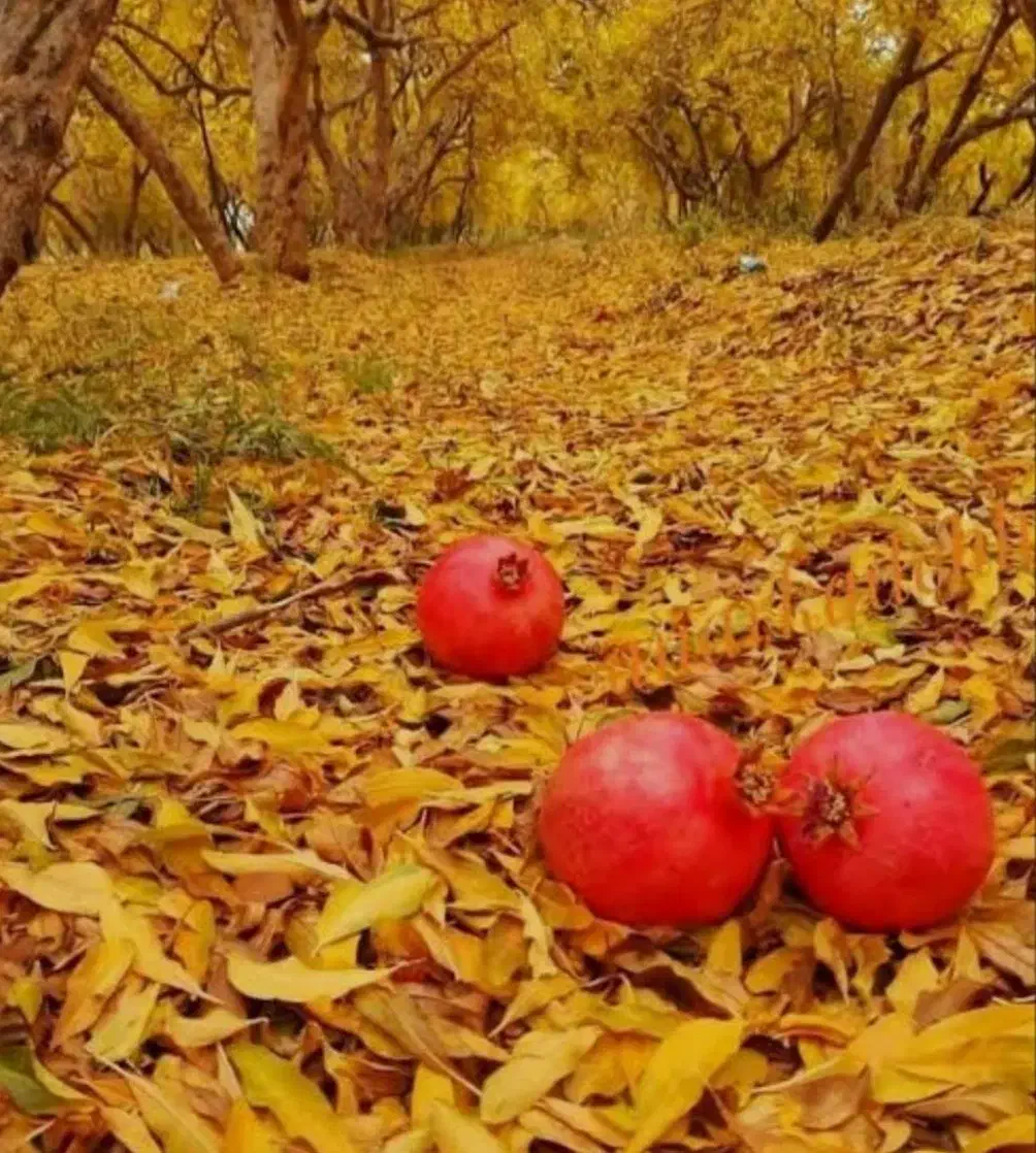 اجاره کوتاه مدت خونه باغ جهت مهمانی و دورهمی|اجارهٔ کوتاه‌مدت ویلا و باغ|شهرضا, |دیوار
