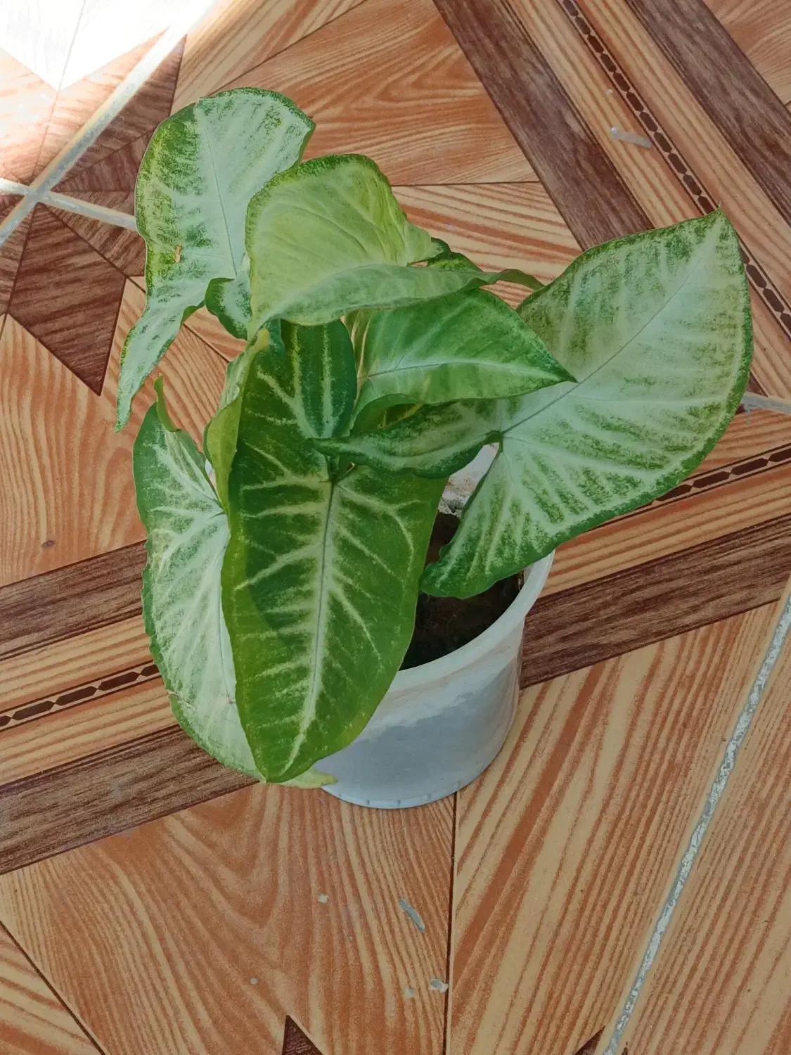 چهار نمونه گل  با هم 120|گل و گیاه طبیعی|ایذه, |دیوار