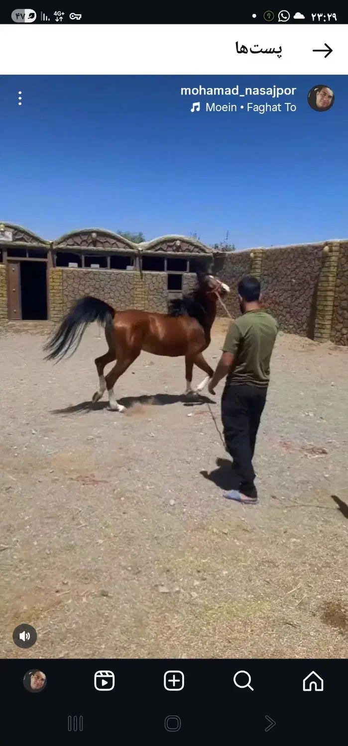 فروش یه مادیان و کره نریان|اسب و تجهیزات اسبسواری|اصفهان, مهدی آباد|دیوار
