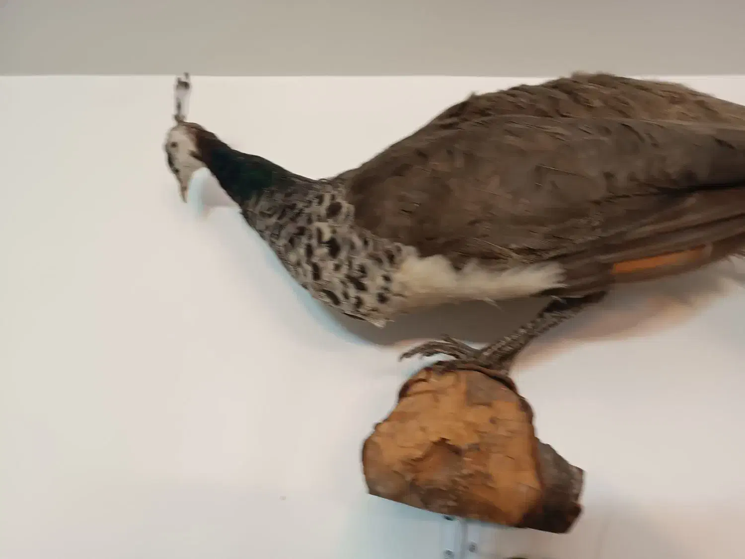 طاووس و پرنده خشکل تاکسدرمی|صنایع دستی و سایر لوازم تزئینی|اردبیل, |دیوار