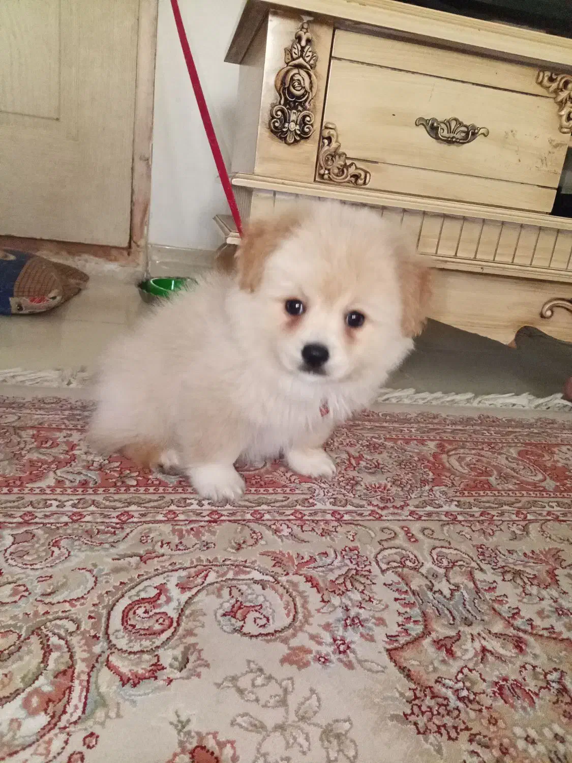 سگ پامر نر|سگ|رودسر, |دیوار