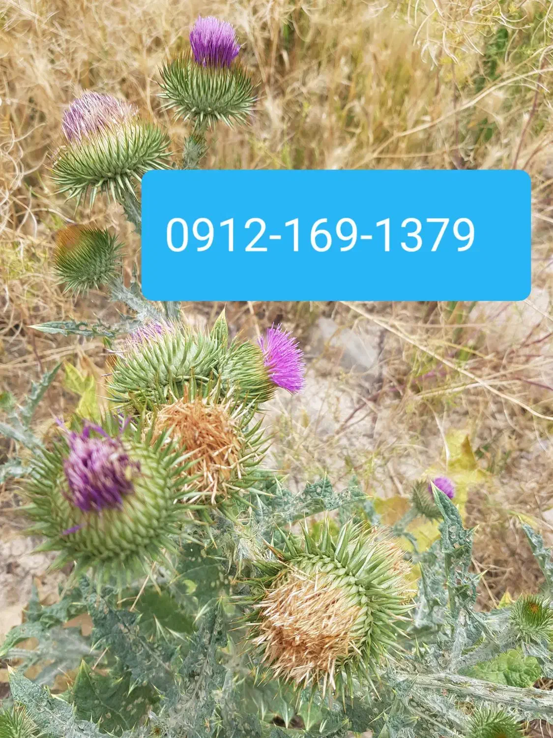 سیم کارت کد یک|سیم‌کارت|کرج, اتحاد|دیوار