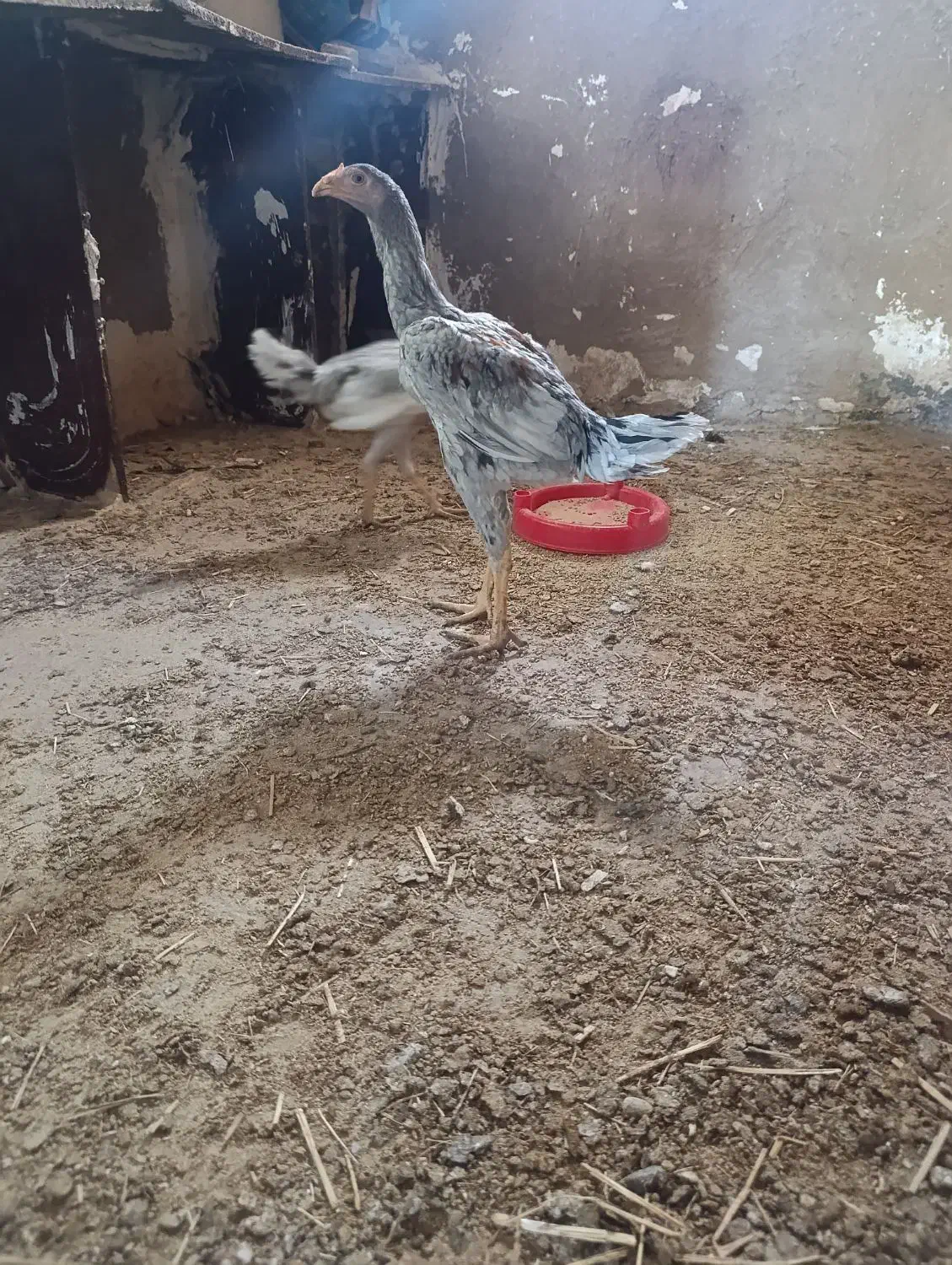 جوجه لاری طوس|حیوانات مزرعه|گالیکش, |دیوار