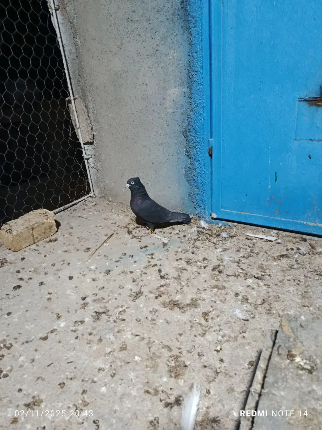 کفتر کلاغ بهبهانی پامیلی|پرنده|داراب, |دیوار