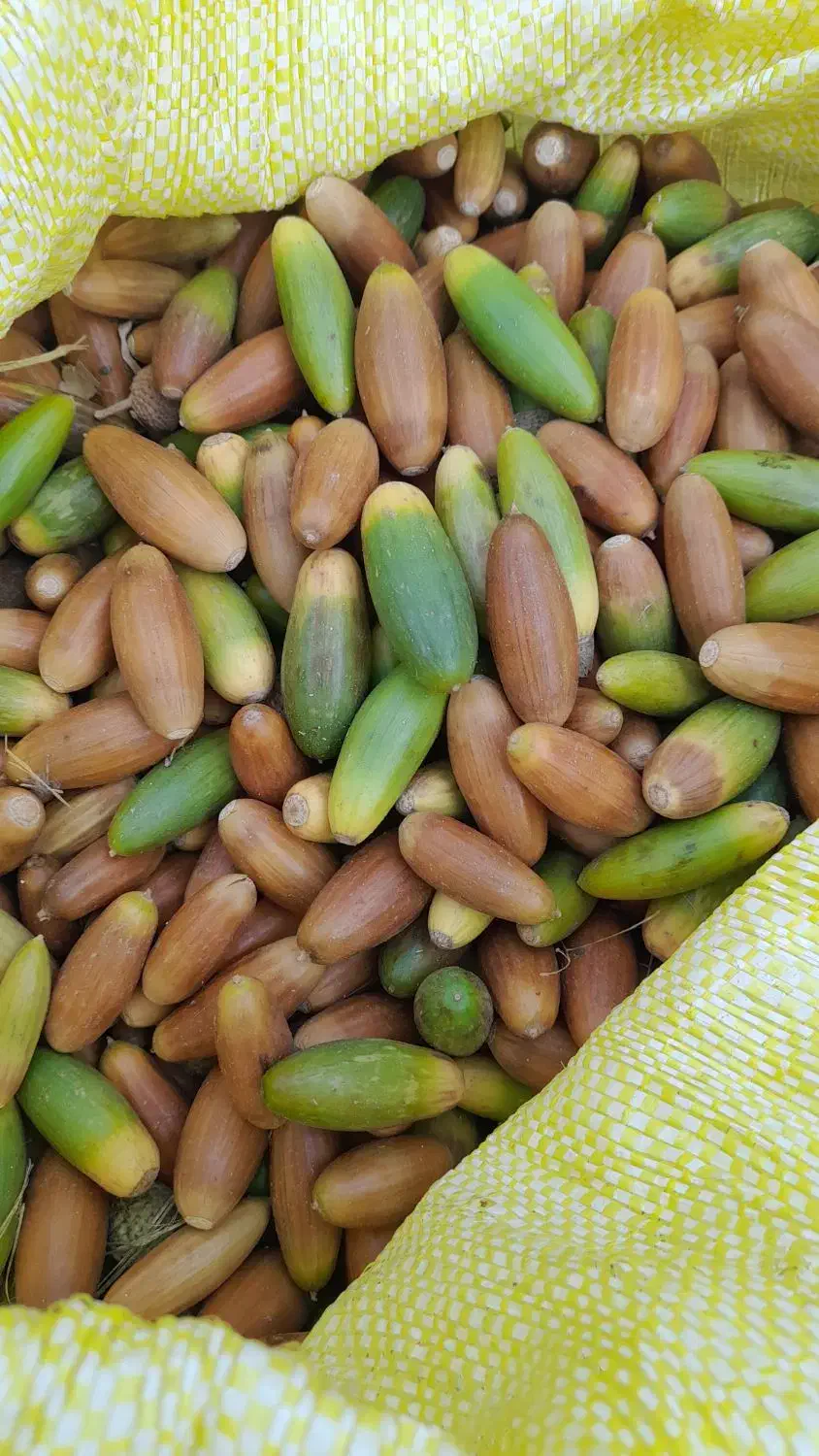 بلوط جنگلی به قیمت مناسب|لوازم جانبی حیوانات|بانه, |دیوار