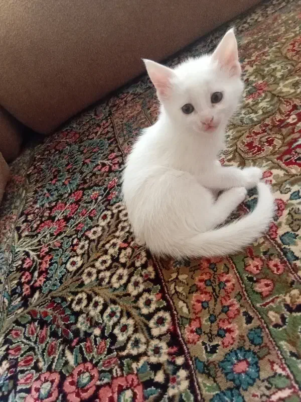 گربه پرشین|گربه|بندرعباس, |دیوار