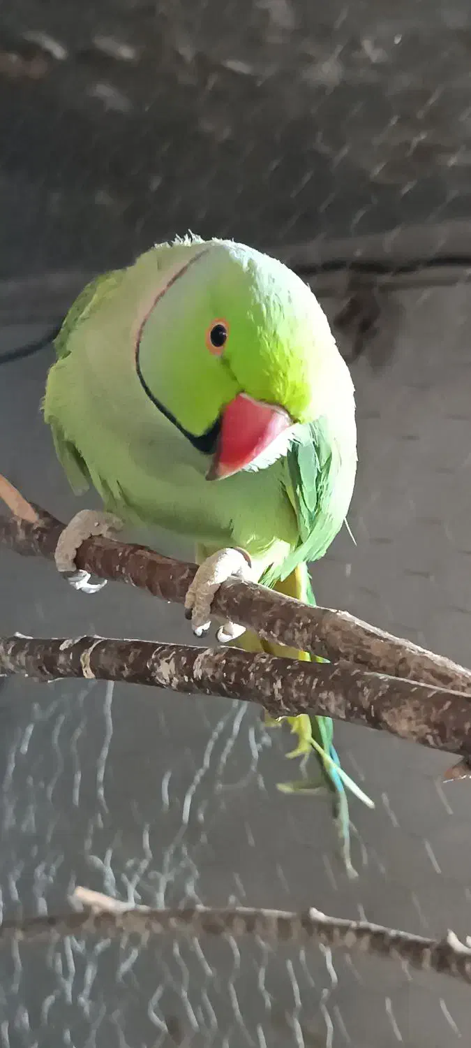 ملنگو|پرنده|نیشابور, گنبد سبز|دیوار