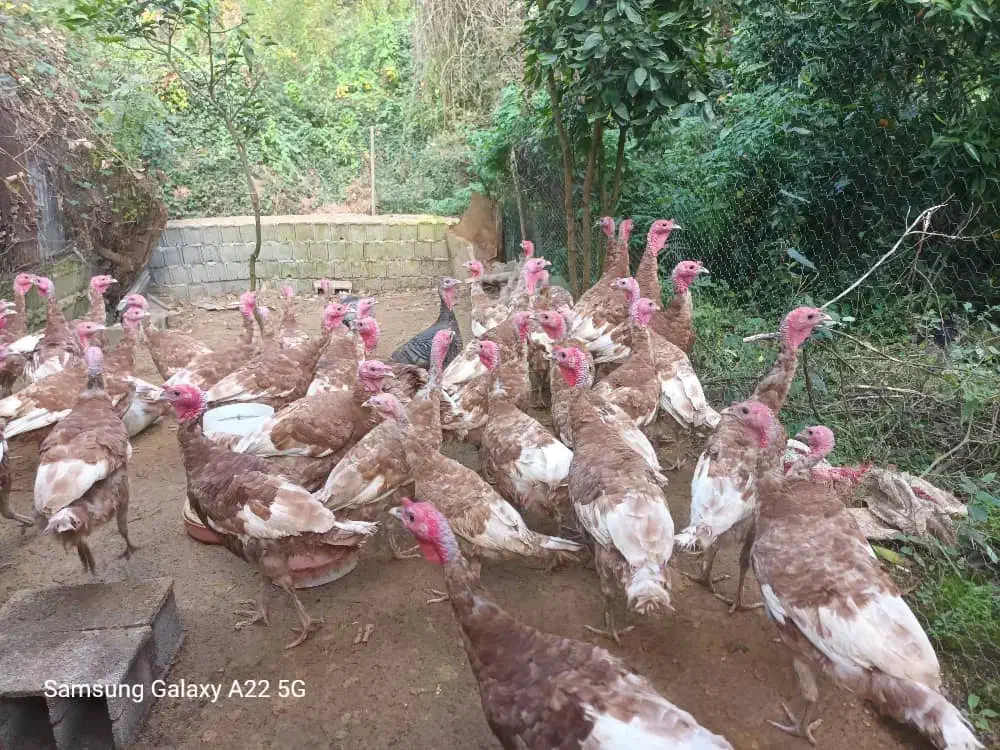 فروش بوقلمو جوان محلی|حیوانات مزرعه|رودسر, |دیوار