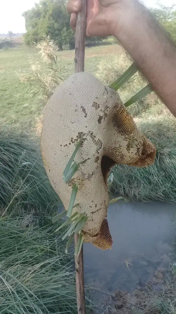 عسل  بهترینهای  گل کنار  و  لگجی|خوردنی و آشامیدنی|اهواز, اسماعیلیه|دیوار