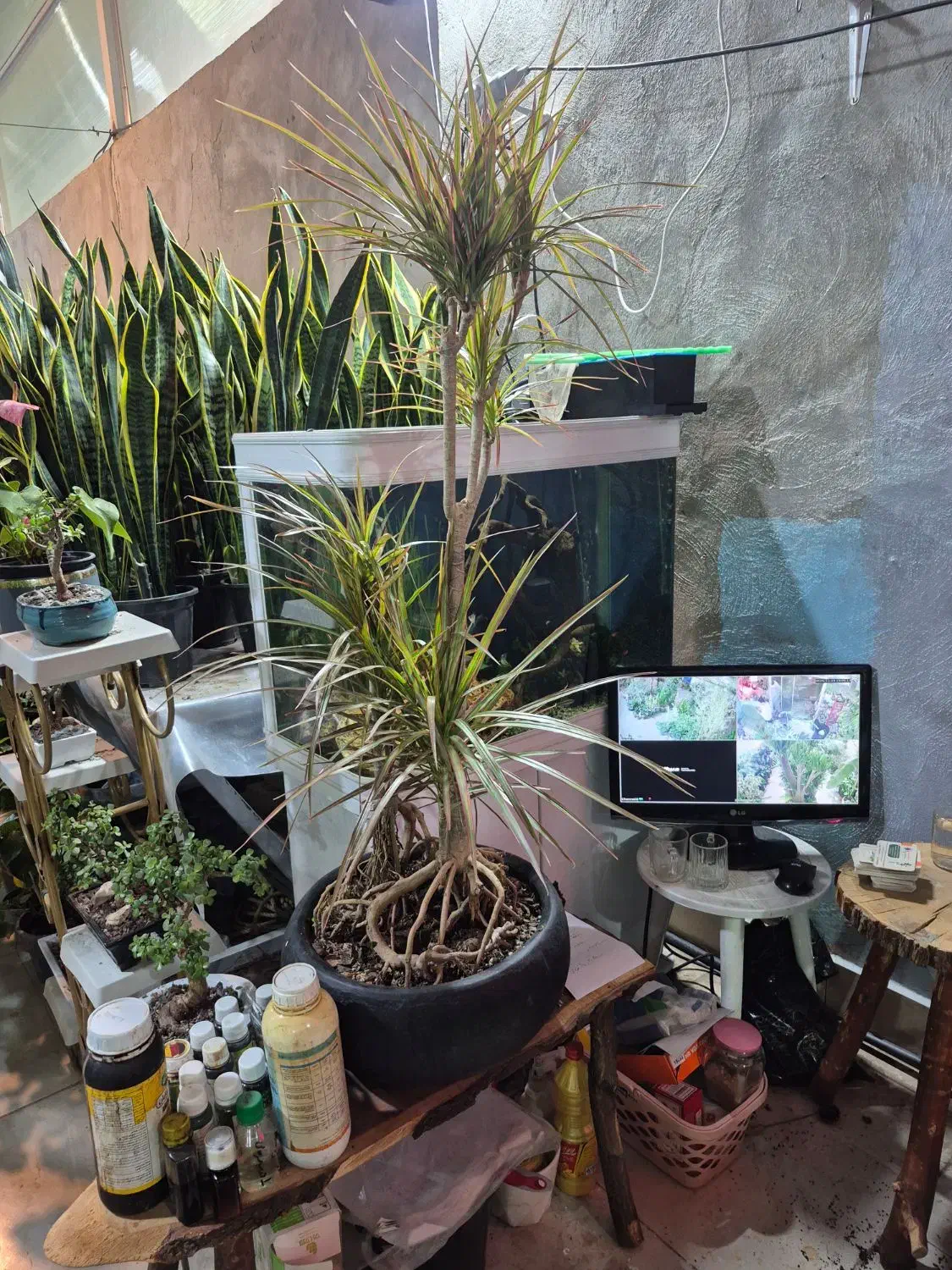 یوکا|گل و گیاه طبیعی|مشهد, شهرک صنعتی توس|دیوار